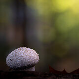 Mushrooms